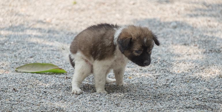 Wie oft sollten Hunde kacken?