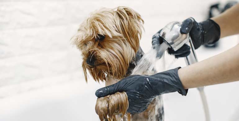 Wie oft sollten Sie Ihren Hund baden? Wie oft sollten Sie Ihren Hund baden?