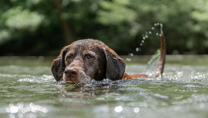 Wie Sie Ihrem Hund das Schwimmen beibringen