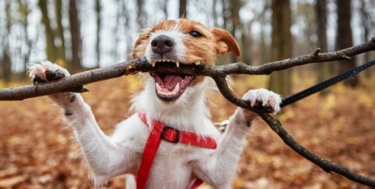 Zähneklappern bei Hunden: Was Sie wissen müssen