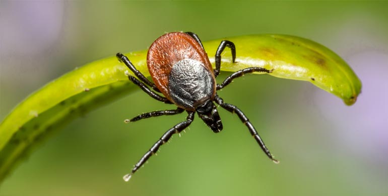 Wie Sie Zecken bei Ihrem Haustier erkennen und entfernen