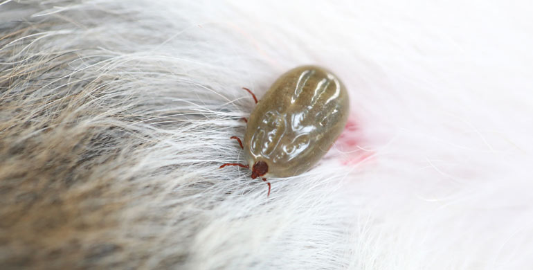 Zeckenlähmung bei Hunden Zeckenlähmung bei Hunden